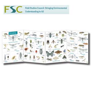 FSC Fold-out Chart - Insects of the British Isles