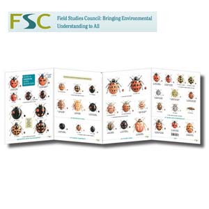 FSC Fold-out Chart - Ladybirds