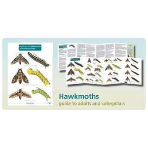 FSC Fold-out Chart - Hawkmoths