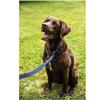 Mountain Paws Extra Tough Dog Lead Navy